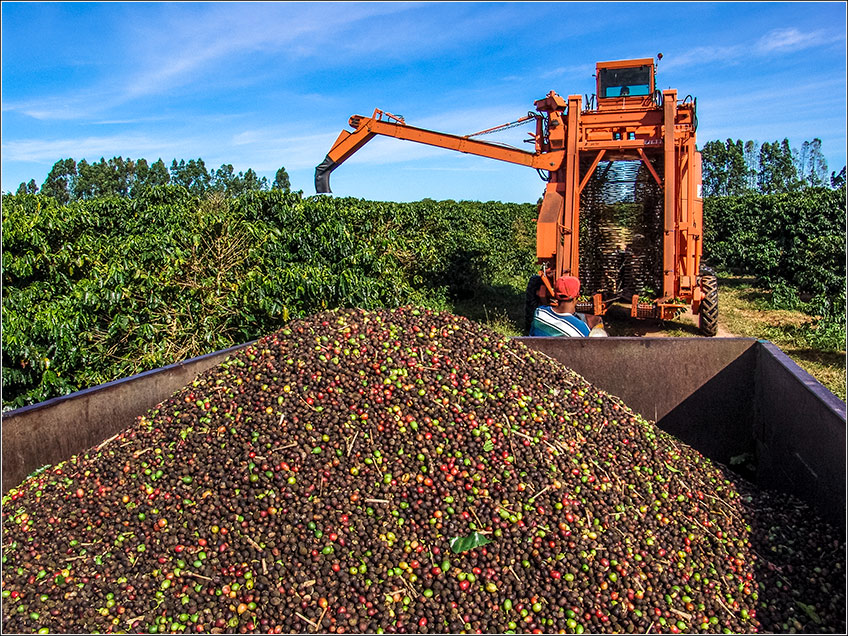 A fruta do café deve atingir o estágio máximo de maturação, representados pela coloração amarelo banana ou
            vermelho uva. Se for colhida antes do tempo, e com grande percentual de grãos verdes, a bebida perderá
            qualidade e o rendimento final será prejudicado. Essa colheita pode ser manual, mecânica ou seletiva. No
            Brasil, algumas regiões começam a colheita em maio.