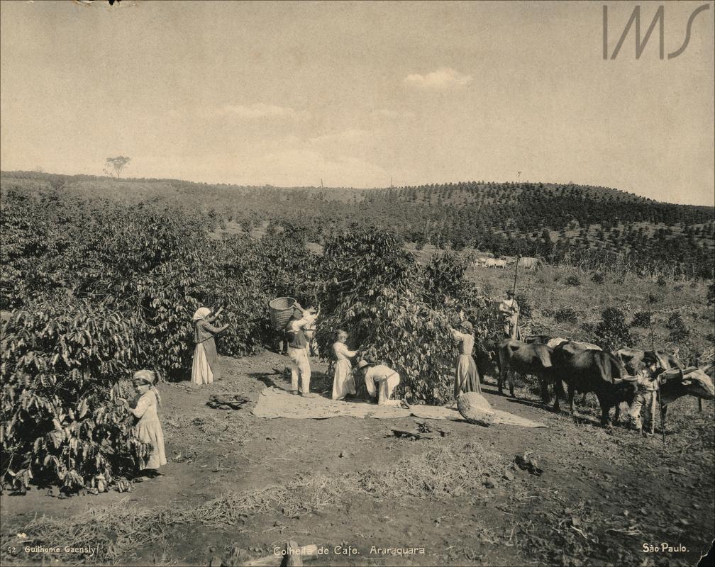 imagem que mostra colheita do café em 1900 - por Guilherme Gaensly. Repostado por mim, eliel felipe quadra