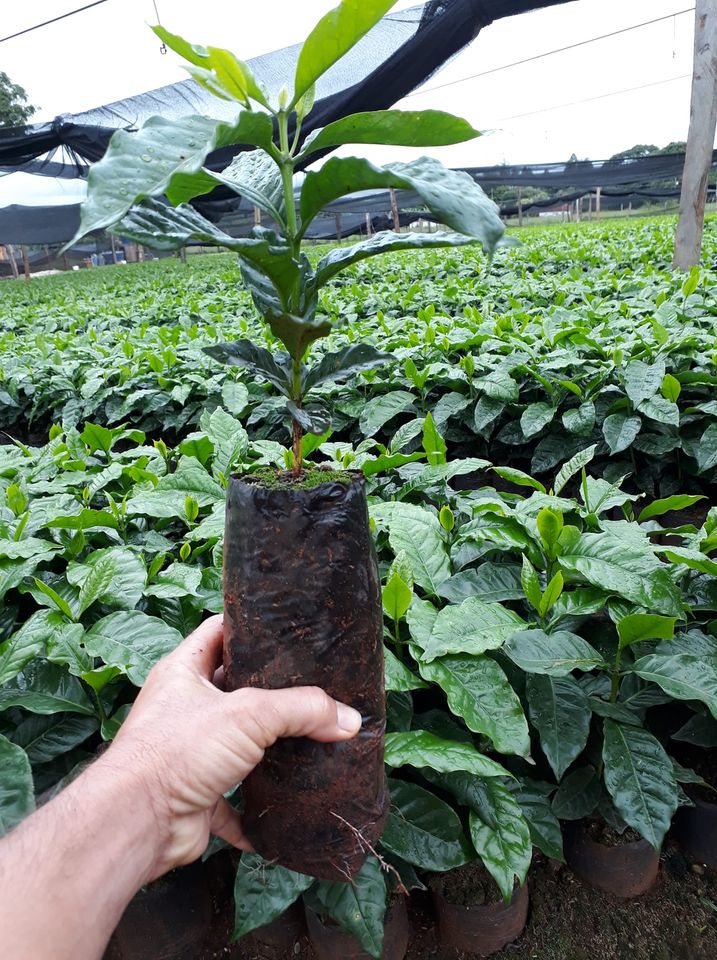 muda de cafe pronta para o plantio - por eliel felipe quadra