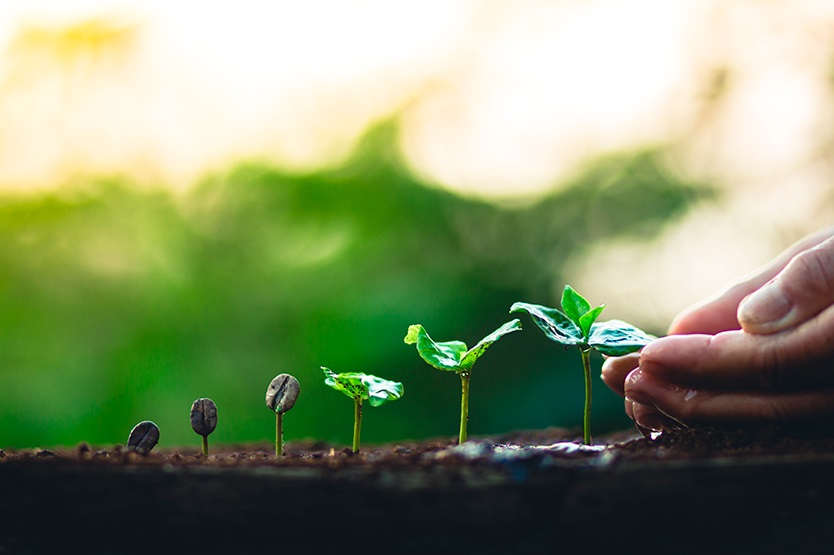 Ele é cultivado em viveiros até germinar. Regada constantemente e
            protegida do sol direto, a muda de café tem tudo que precisa para se desenvolver. Quando se torna um
            arbusto, é plantada definitivamente. Em média, demora-se entre três e quatro anos para que a planta dê
            frutos. Esse processo que indica o início de uma nova safra é conhecido
            como Florada e, geralmente, acontece em setembro e outubro.