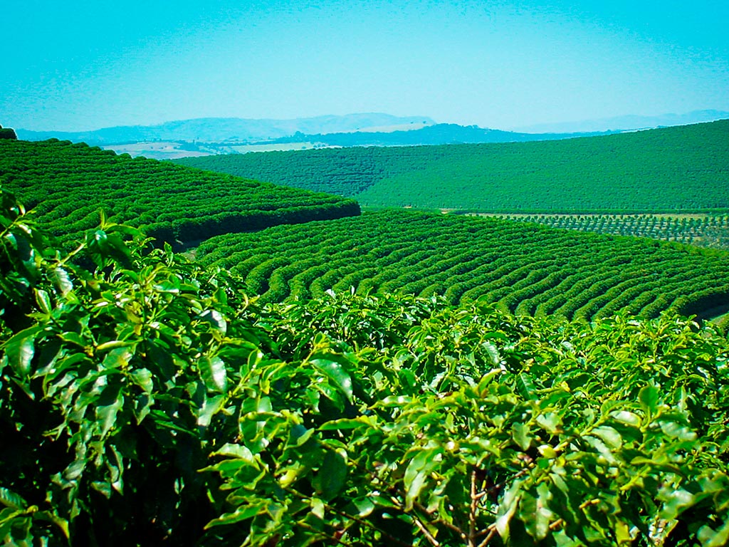 Como expliquei acima, o café vai muito além do que possamos imaginar, e para que se tenha sucesso no
            plantio do cafe, diversos pontos devem ser
            observados. Para uma plantação de café de sucesso, as exigências climáticas precisam ser atendidas. O
            cafezal se
            desenvolve melhor em temperaturas entre 18 °C e 23 °C, e temperaturas acima dos 30 °C podem causar danos na
            cultura. Além dessas, há outras exigências.