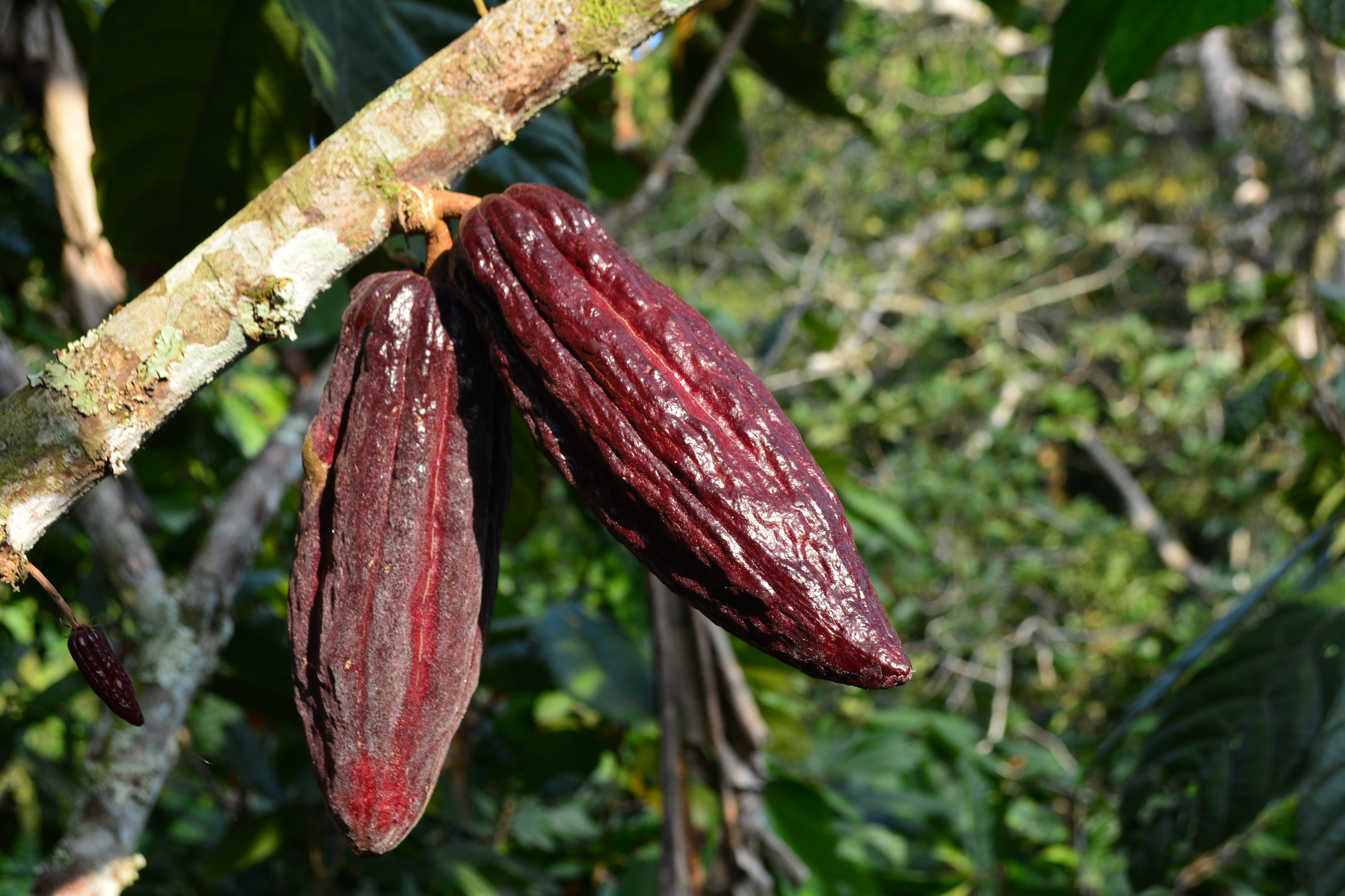 O cacaueiro é nativo da floresta amazônica, mas durante o segundo milénio a.C. aclimatou-se na Mesoamérica,
                  a vasta região formada pela América Central e o México. Ali foi domesticado e manipulado até surgir uma
                  variedade conhecida como criollo, de sabor mais delicado e menos amargo que o cacau da América do Sul.