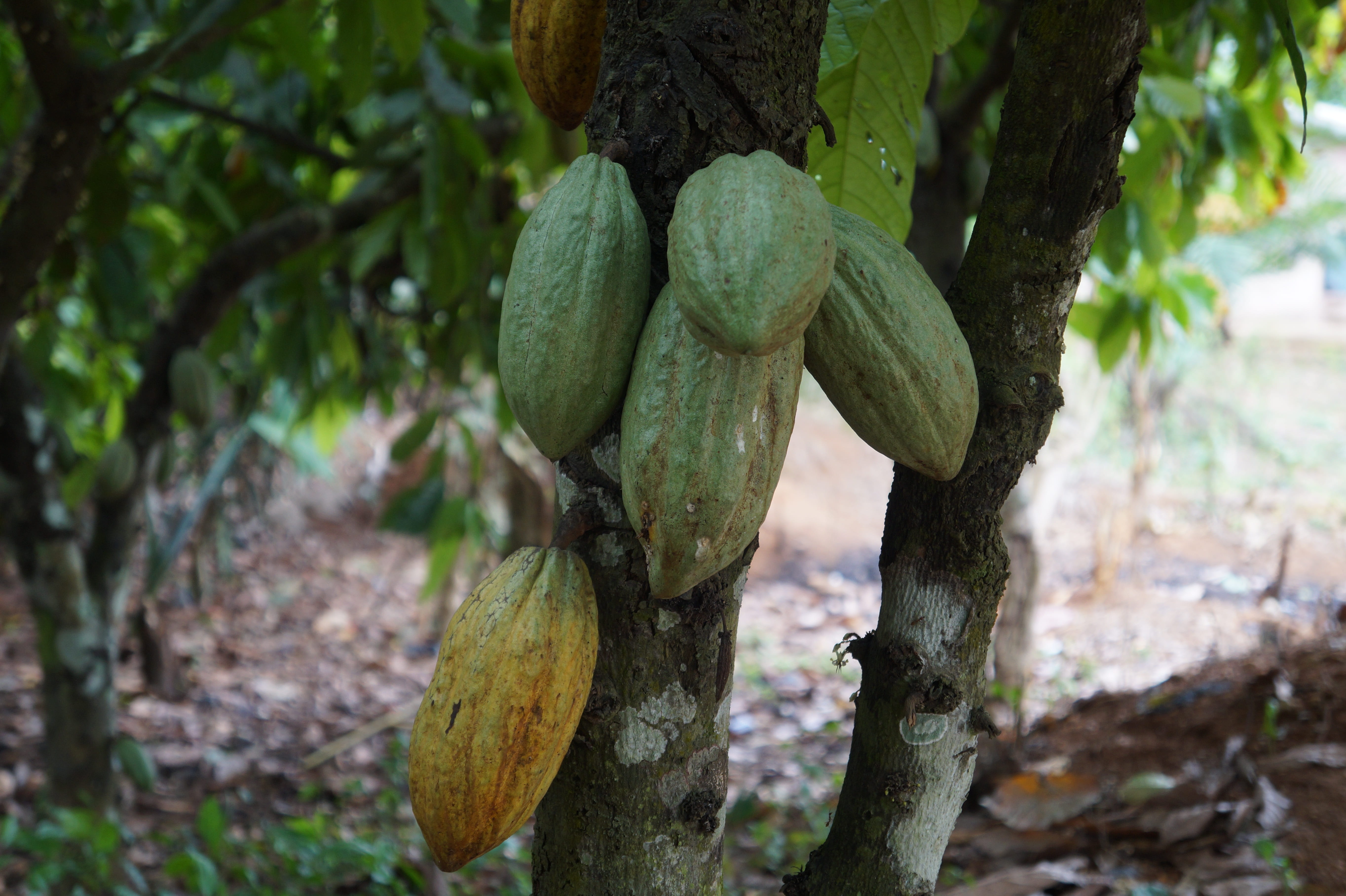 A árvore do cacau precisa de condições muito específicas para crescer. Só prospera em zonas tropicais com
                  temperatura superior a 18ºC e altitude inferior a 1.250 metros e precisa de sombra. Na Mesoamérica, só
                  prosperava na zona de Chiapas e Tabasco (dois estados mexicanos) e na Guatemala.