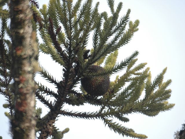 É interessante observar que as araucárias, para reprodução, contam com auxílio do vento,
            pois, este transporta o pólen das plantas masculinas às plantas femininas, entre agosto e outubro,
            ocorrendo assim a polinização, chamada anemófila.