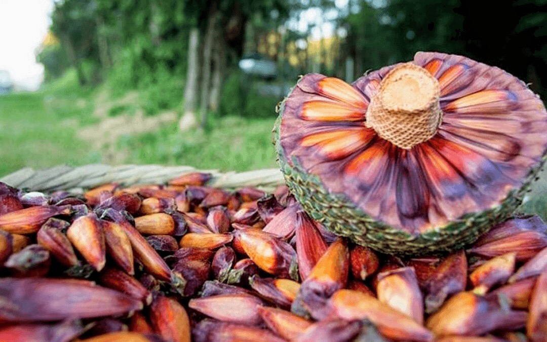 Tecnicamente falando de forma mais difícil, Pinhão é a designação genérica da
            semente de várias espécies de pinaceaes, plantas gimnospérmicas, isto é, cuja semente
            não se encerra num fruto.