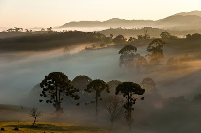 Após a germinação seu crescimento é
            lento; cerca  de 7 cm ao ano, nos primeiros ciclos. Após alguns anos acelera-se o desenvolvimento e a árvore atinge
            entre 15 e 35 metros de altura, alcançando longevidade média de 300 anos, podendo estender-se aos 500 anos.